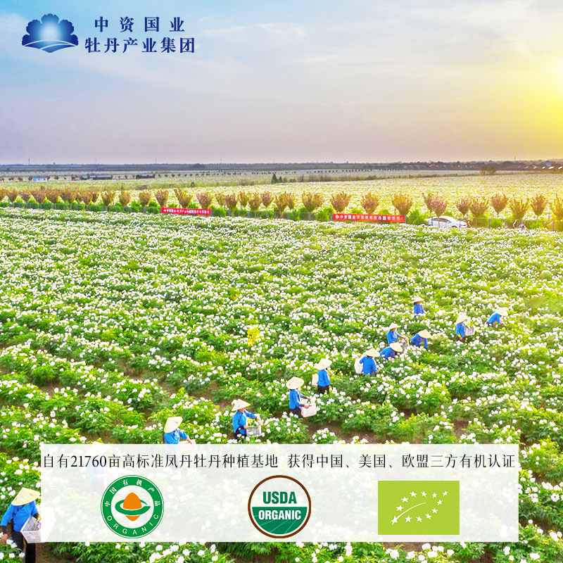 Peony Root 1kg Price Negotiable