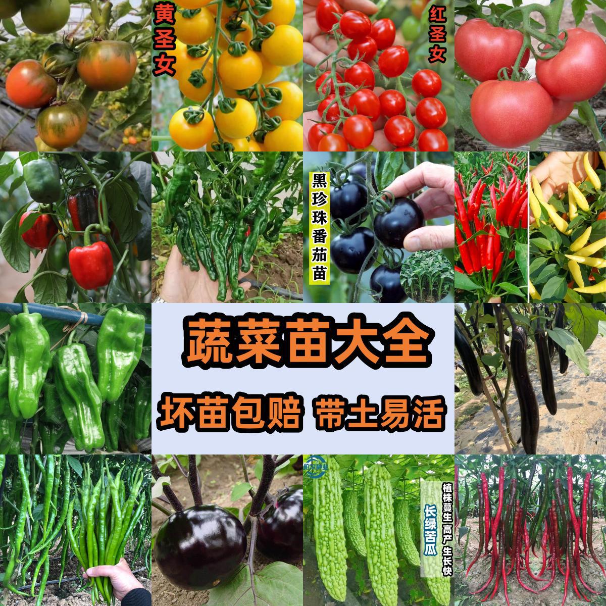 Саженцы овощей и рассада, комнатные растения для балкона, высокоурожайные черри-помидоры, помидоры, перцы, баклажаны, саженцы огурцов с почвой