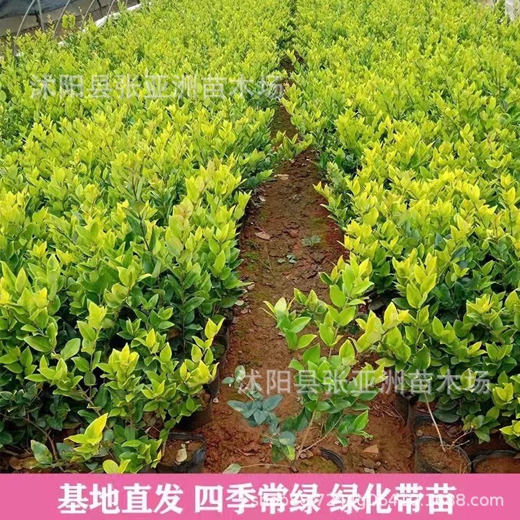 Base Direct Sales of Various Golden Berberis Flower and Color Leaves with High Survival Rate, Ball Court Ground Cover, School Community Hedge