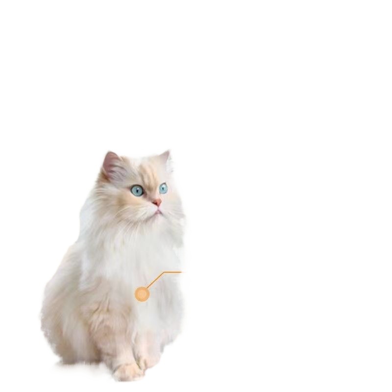 Paipai Cat Food 500g Ocean Fish Beef Full Price Adult Cat Food Universal Cat Stray Cat Picky 2.5kg Free Shipping Male