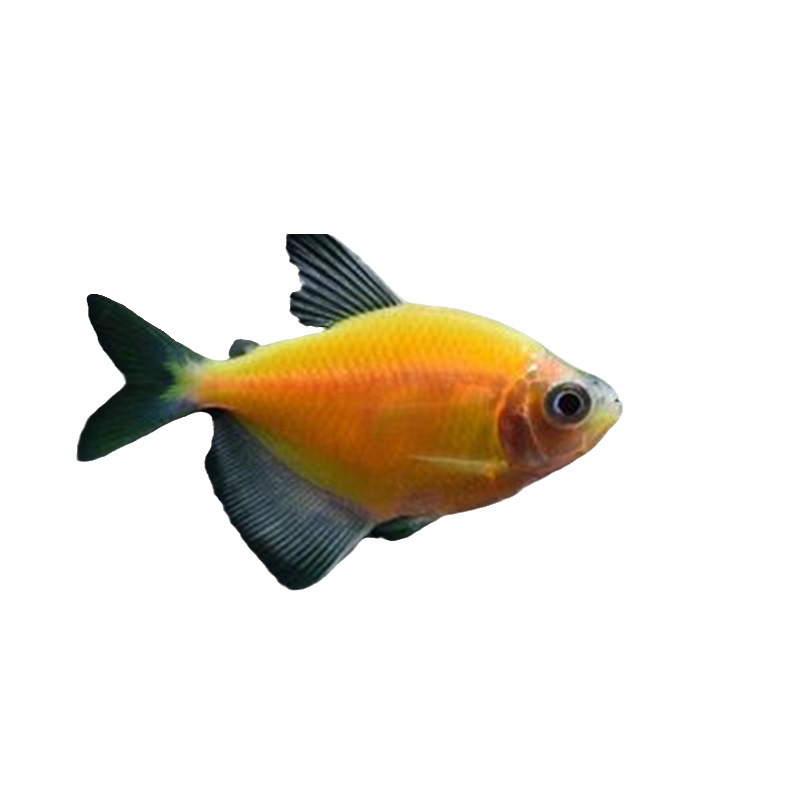 Angel fish live tropical ornamental fish red blue purple yellow green jade tiger green apple red yellow fishing farm wholesale