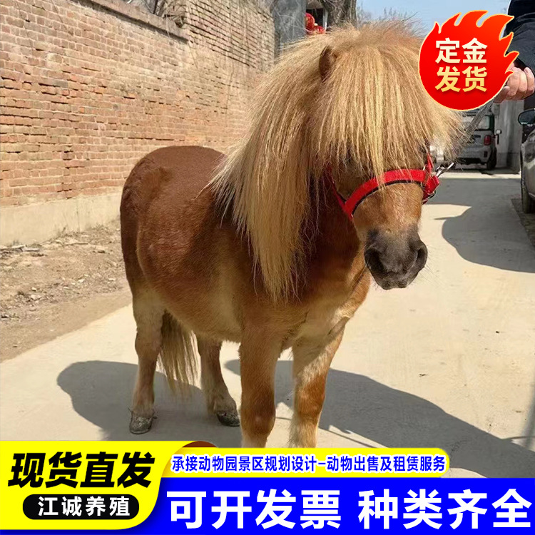 Farm for Sale Rental Adult Shetland Pony Scenic Garden Ornamental Riding Pony Mini Pony Price