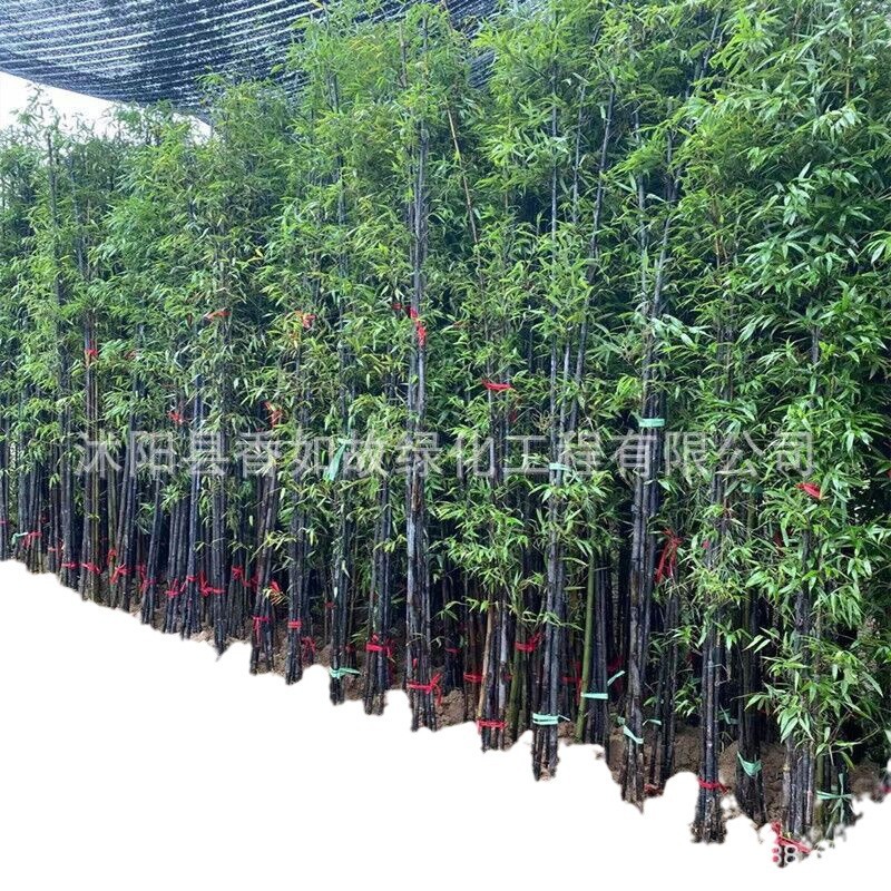 Purple Bamboo Gold Inlaid Jade Bamboo Green Bamboo Courtyard Plant Evergreen All Year Round Northern Cold-Resistant Greening Seedling Base Straight Hair