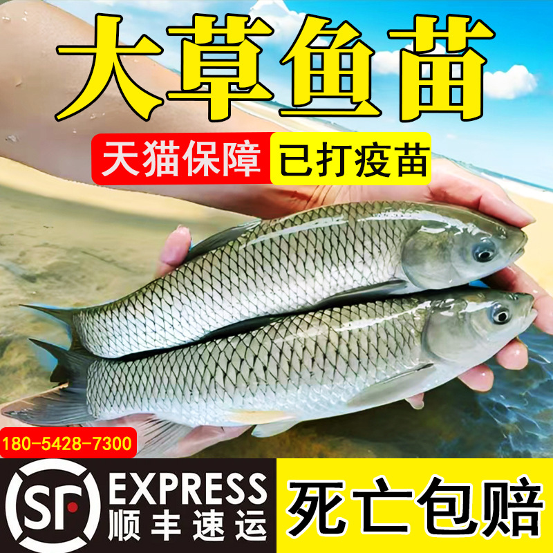 Рыбка карпа травяного экстра большого размера, корм для карпа травяного, личинки комариных карпов, живые личинки рыб, пресноводное аквакультурное съедобное оптовое предложение четырех основных видов рыб