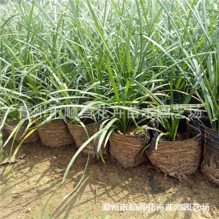 Engineering Greening Seedlings Ophiopogon Japonicus Medium-Leaf Fine-Leaf Ophiopogon Japonicus Seedlings Qingzhou Base Wholesale Ophiopogon Seedlings