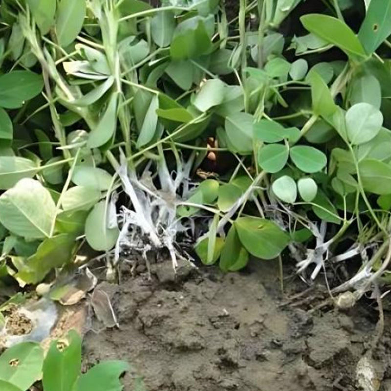 Copper Hydroxide Direct Supply Industrial Grade High Content Contract Order Agricultural Fungicide Auxiliary Copper Hydroxide