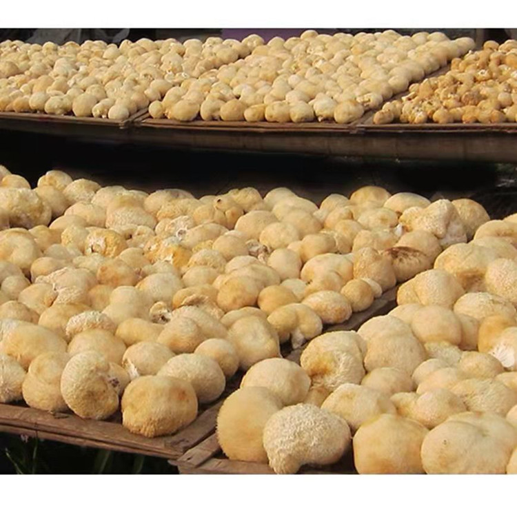 [One-piece delivery] factory direct sales Gutian specialty monkey head mushroom dry goods wholesale stomach nourishing soup cooking mushroom