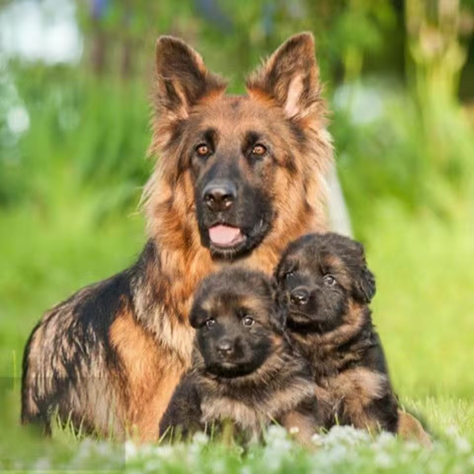 Wholesale Purebred German Shepherd Puppy Live Double Bloodline German Shepherd Puppy Dog ​​Competition Grade Black Back Large Bulldog