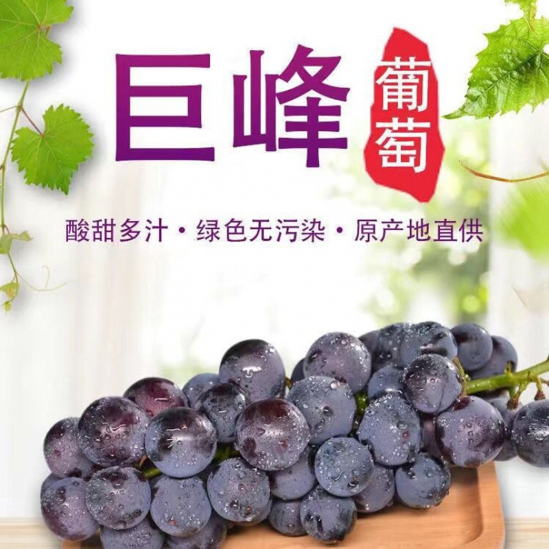Authentic Northeastern Kyoho Grapes, Direct from the Place of Origin, Non-Summer Black Sweet and Sour Fruit for Pregnant Women, Sf Free Shipping, Whole Box Delivery