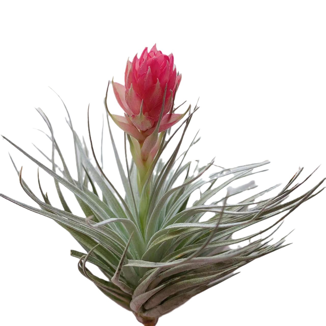 Marshmallows, Beautiful Flower Varieties, Easy to Grow in Groups, Direct Supply from the Manufacturer, Shipped from the Base, Air Pineapple Soilless Plant, Tillandsia Batch