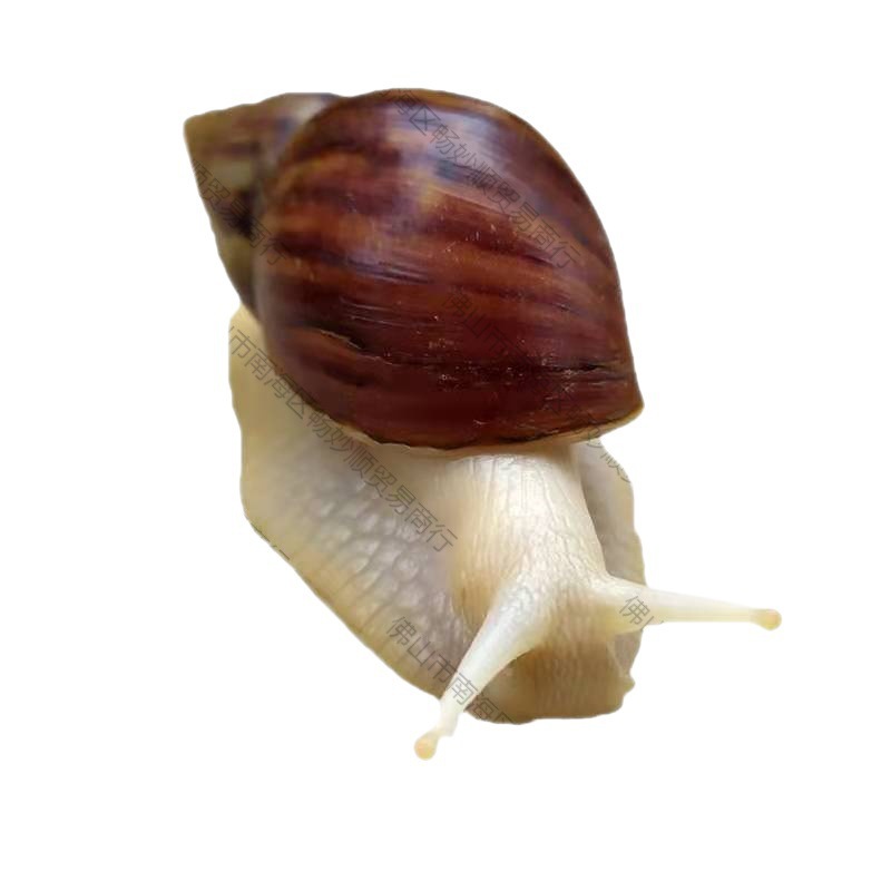 Snail Wholesale Student Ornamental Experiment Big Stall White Jade Breeding Pet Live