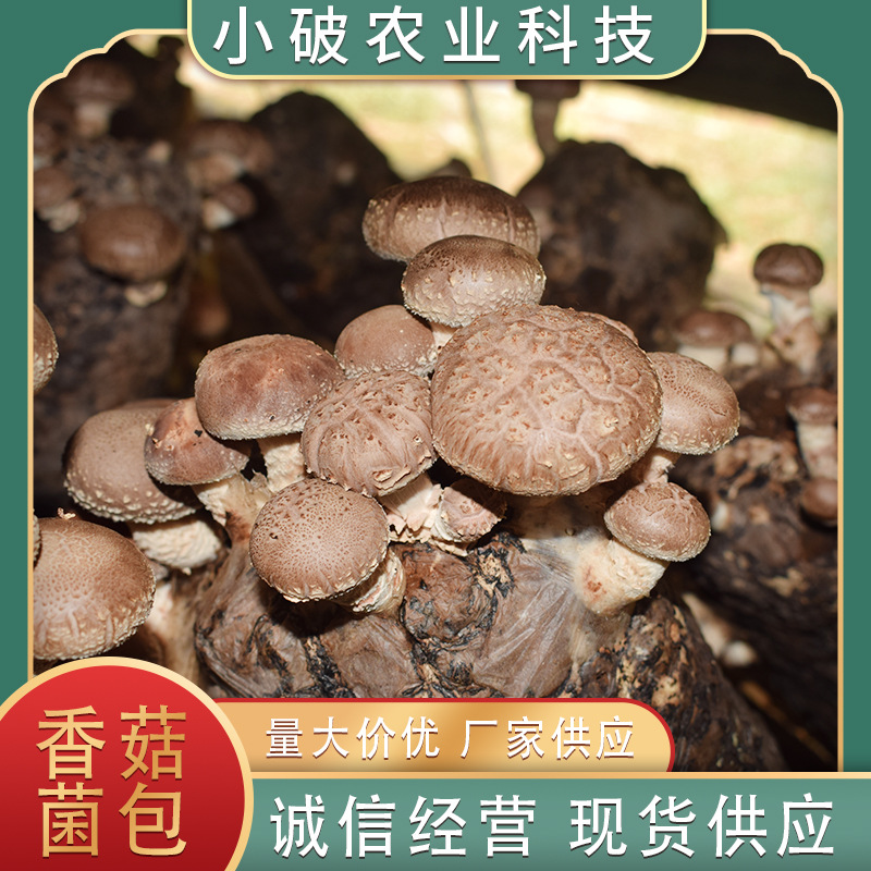 Индивидуальные пакеты для грибов на экспорт, палочки для грибов на экспорт в Корею, Японию и Австралию.