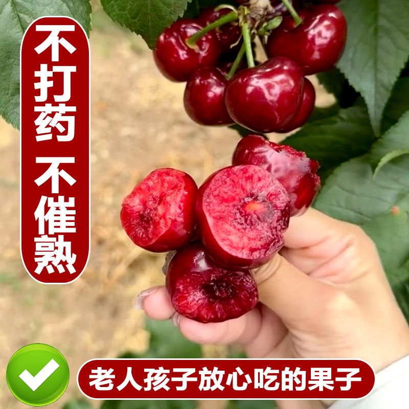 Shandong Meizhao Large Cherry Fruit Fresh Picked Cherry Large Seasonal Whole Box 2.5kg Fruit for Pregnant Women J