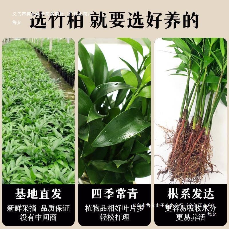 Hydroponic Mosquito Repellent Bamboo Tabletop Plant Potted Green Plant Indoor Flower Living Room Mosquito Repellent Plant Easy to Maintain Evergreen All Year Round