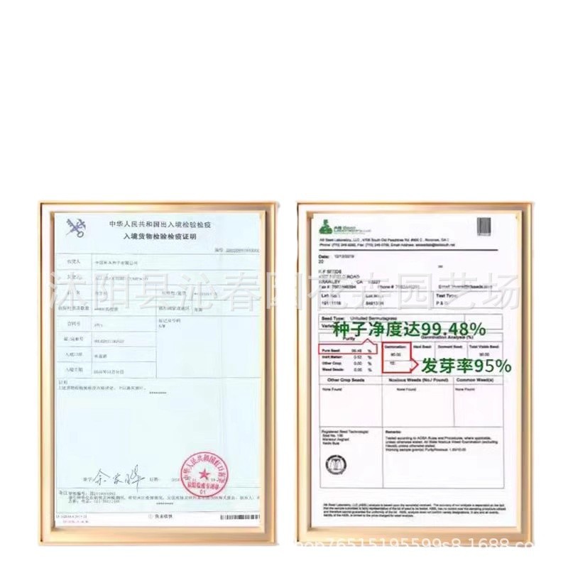 Rye Grass Seeds, Perennial Pasture Seeds, Livestock Breeding Grass Seeds, Chickens, Ducks, Cows, Sheep, Fish, Pigs, Chicory Grass Seeds