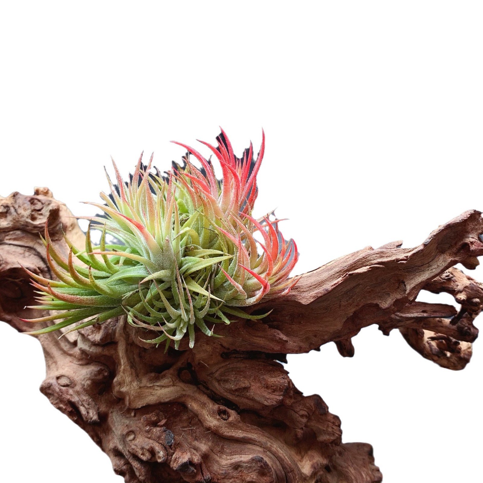 Factory Direct Supply Base Straight Hair Air Pineapple Soilless Plant Swan Elf