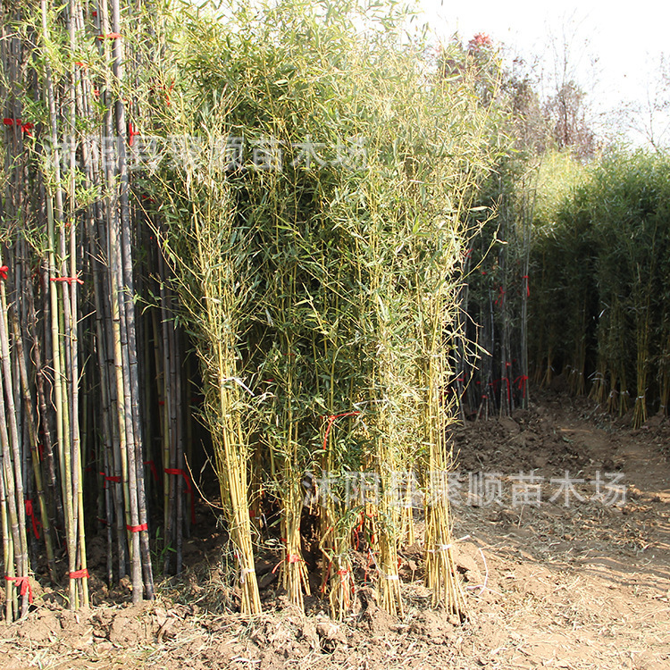 Bamboo Seedlings, Garden Plants, Purple Bamboo, Gold Inlaid Jade, Luohan Bamboo, Northern Cold-Resistant, Evergreen, Large-Scale Ground-Planted Green Bamboo Seedlings