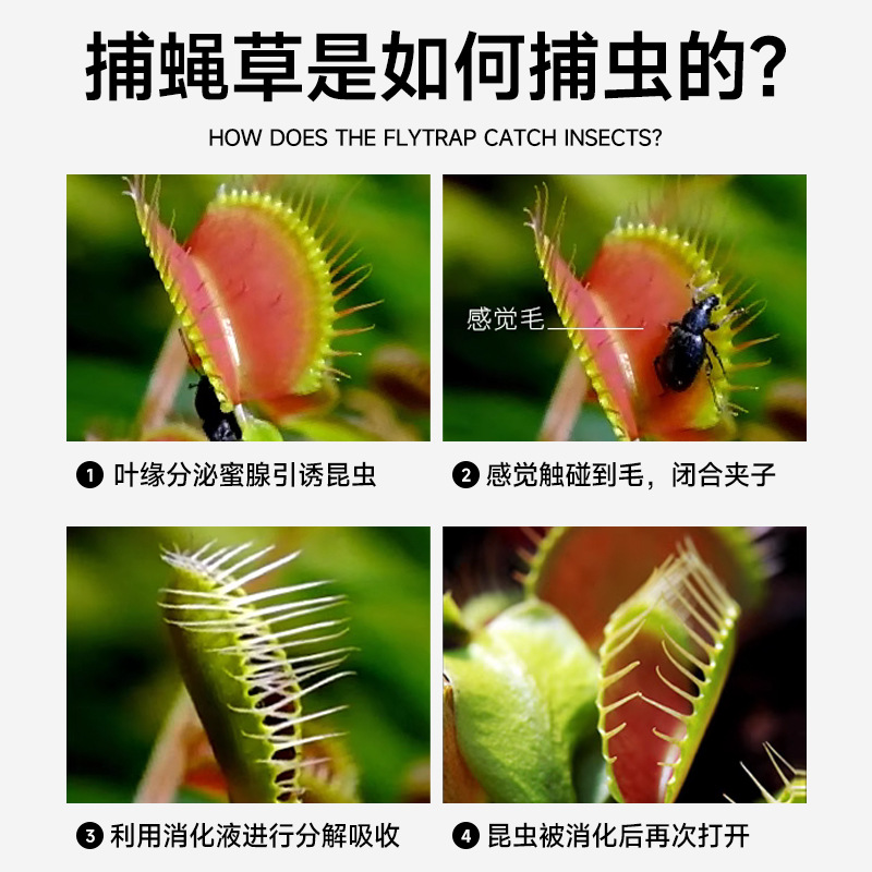 Extra-Large Venus Flytrap Potted Plant for Kindergarten, Pitcher Plant Insectivorous Carnivorous Flower Hydroponic Plant, Sundew Mosquito-Repelling Green Plant