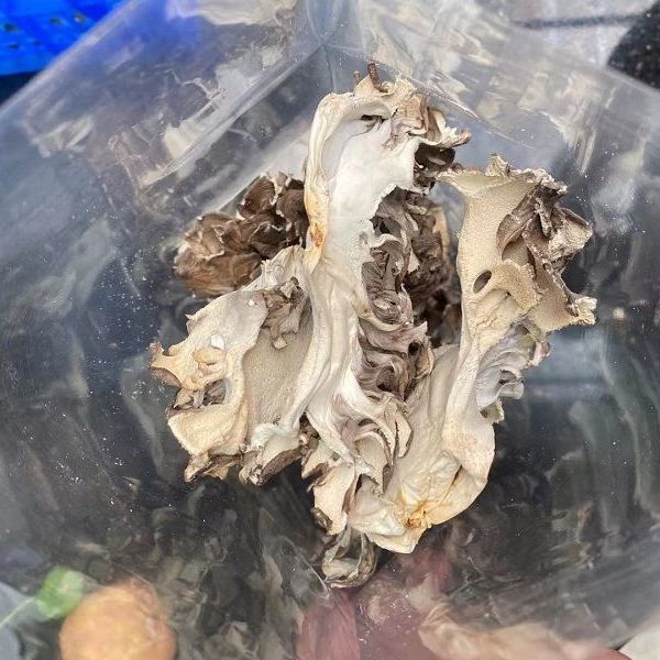 Grifola frondoensis dried goods grifola frondoensis mushroom edible fungus pollution-free green maitake tea farm chestnut mushroom thousand Buddha slice 100g
