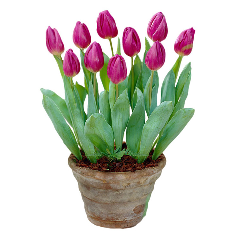 Tulip Bulbs, Perennial Tulip Seeds, Soil Culture, Hydroponic Culture, Indoor and Outdoor Planting, Cold-Resistant and Easy to Survive