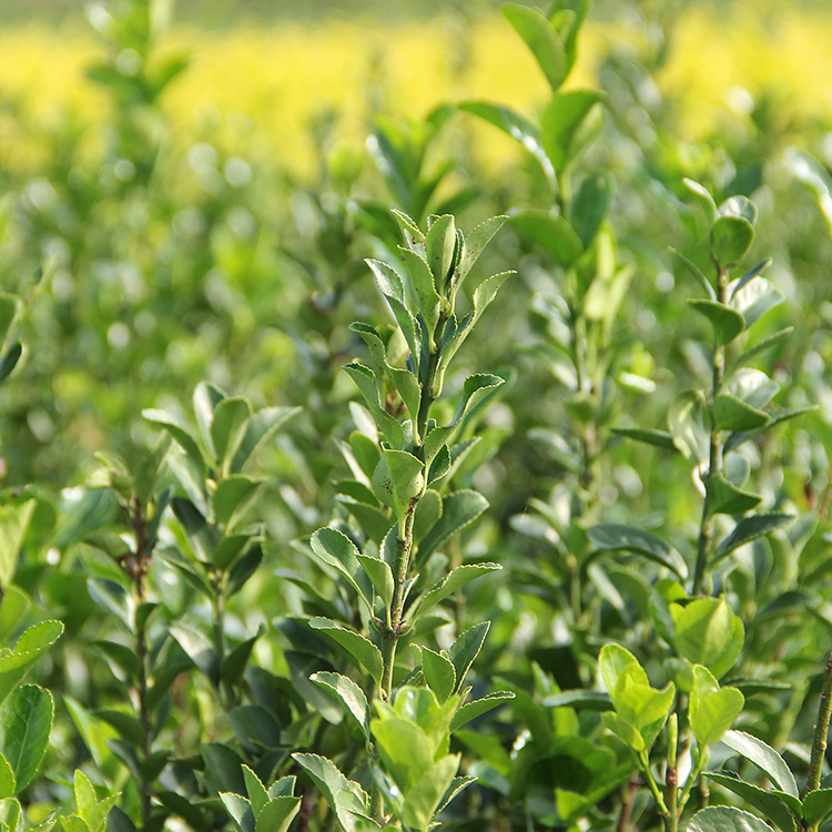 Holly Seedlings Garden Road Project Greening Shrubs All Year Round Evergreen Courtyard Fence Fence Seedlings Large-Leaf Boxwood