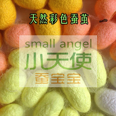 Complete Natural Beauty Silkworm Cocoon, Art Cocoon, White Cocoon, Colored Cocoon, Dry Cocoon, Live Chrysalis Cocoon, Clean and High Quality