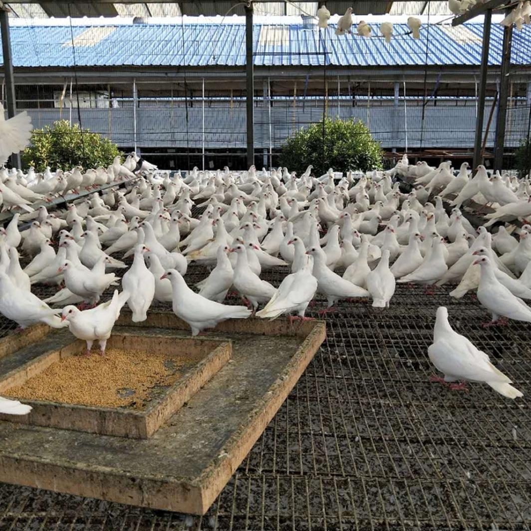 Sf Express Free Shipping [30 Pieces over 660 Grams] Fresh Pigeon Eggs Farm Grain Feeding Pigeon Eggs Farm Direct Delivery