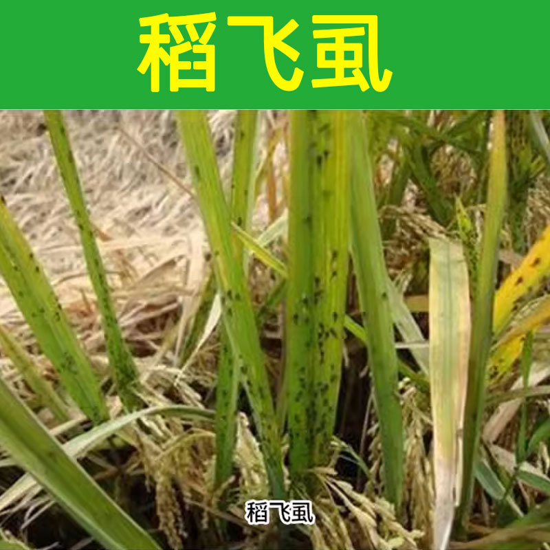 5g is 70% imidacloprid insecticide particles than insect forest aphid insecticide special drug