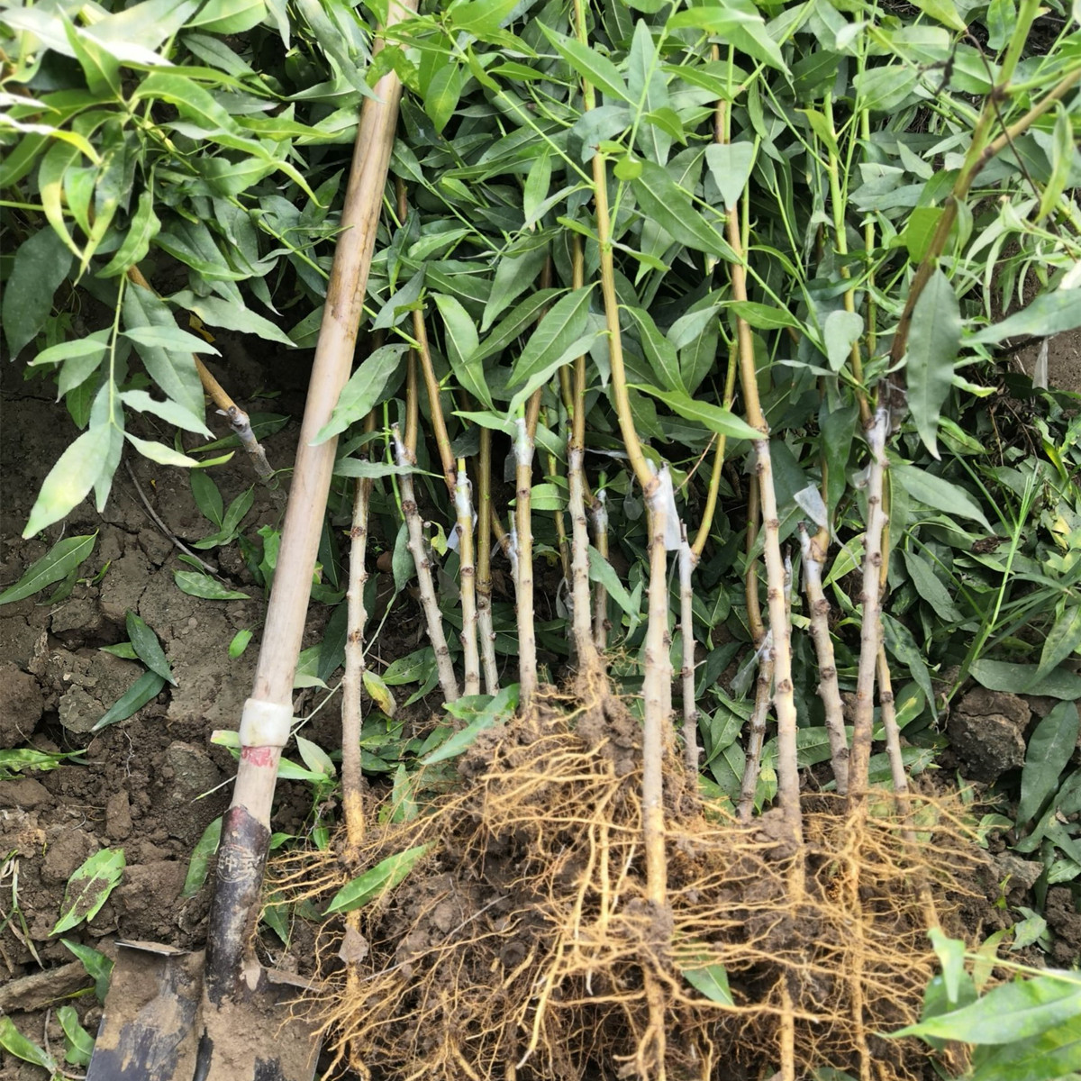 Новый сорт саженцев персика, сладкие желтые саженцы, для посадки