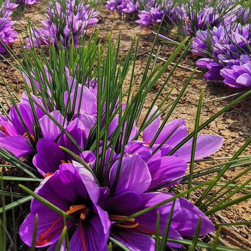 Луковицы шафрана, лечебные луковицы крокуса, используются для чая, декоративные семена крокуса