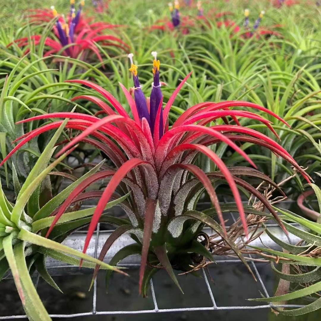 Air Pineapple Red Elf Wholesale Lupra Large, Medium and Small Batch Supply Soilless Plants Shipped from Guangzhou