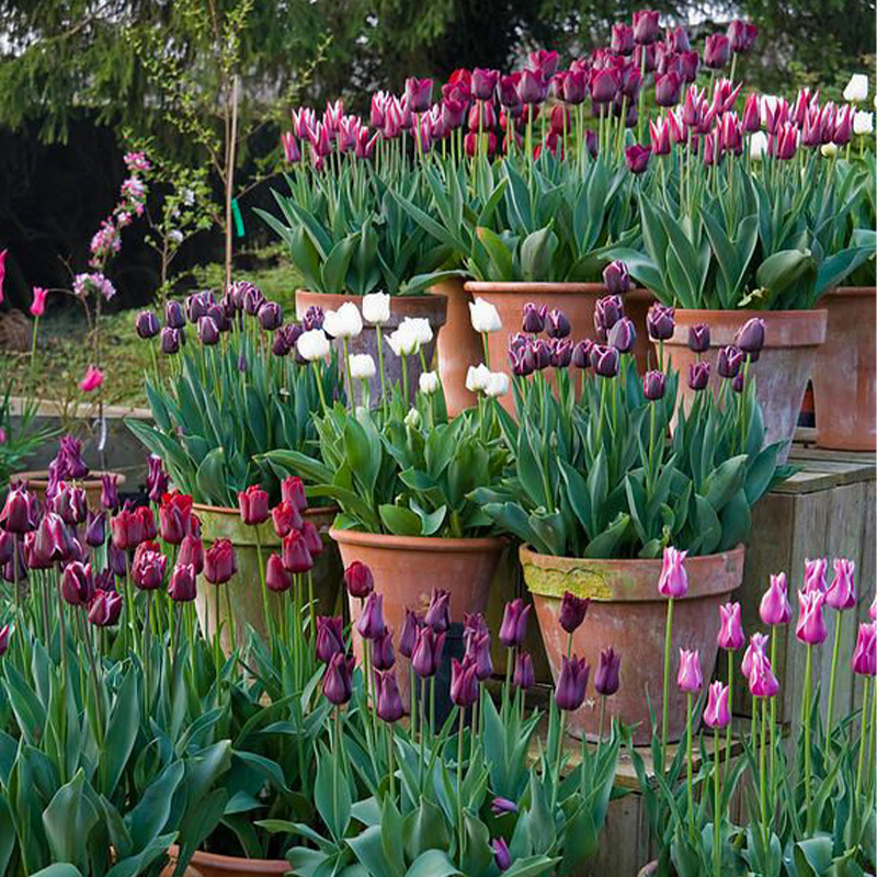 Луковицы тюльпанов, многолетние, для почвенной и гидропонной культуры, холодостойкие