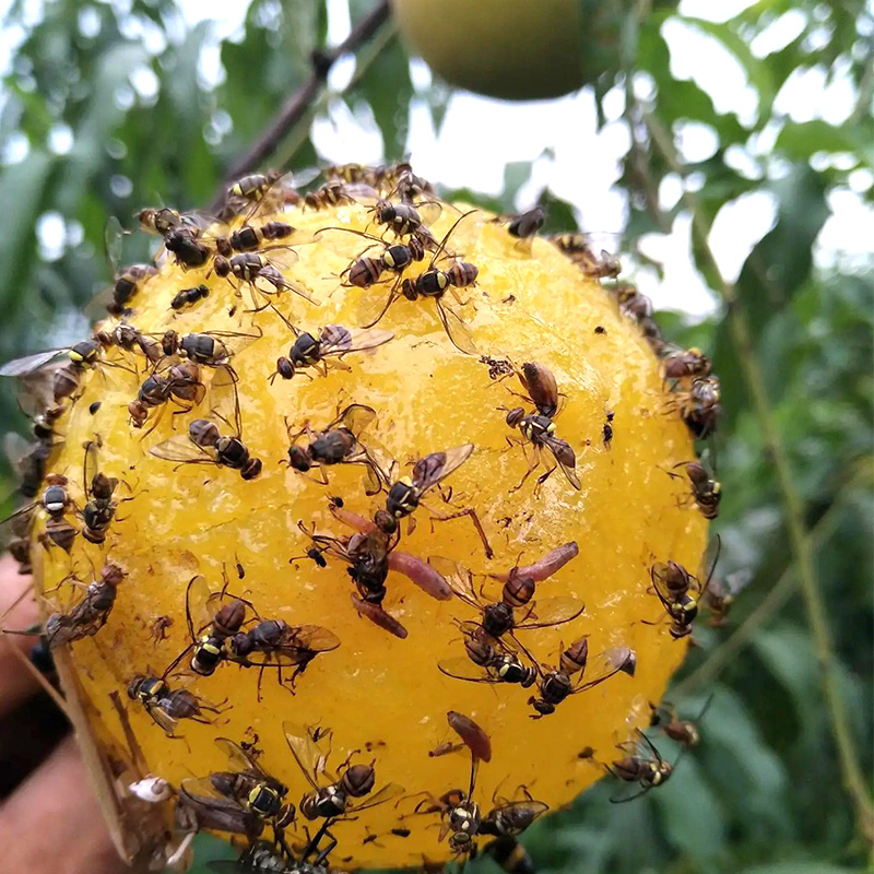Armyworm ball loofah fruit fly sticker fly trap ball needle bee hornet color attractant fruit fly trap double-sided yellow paperboard