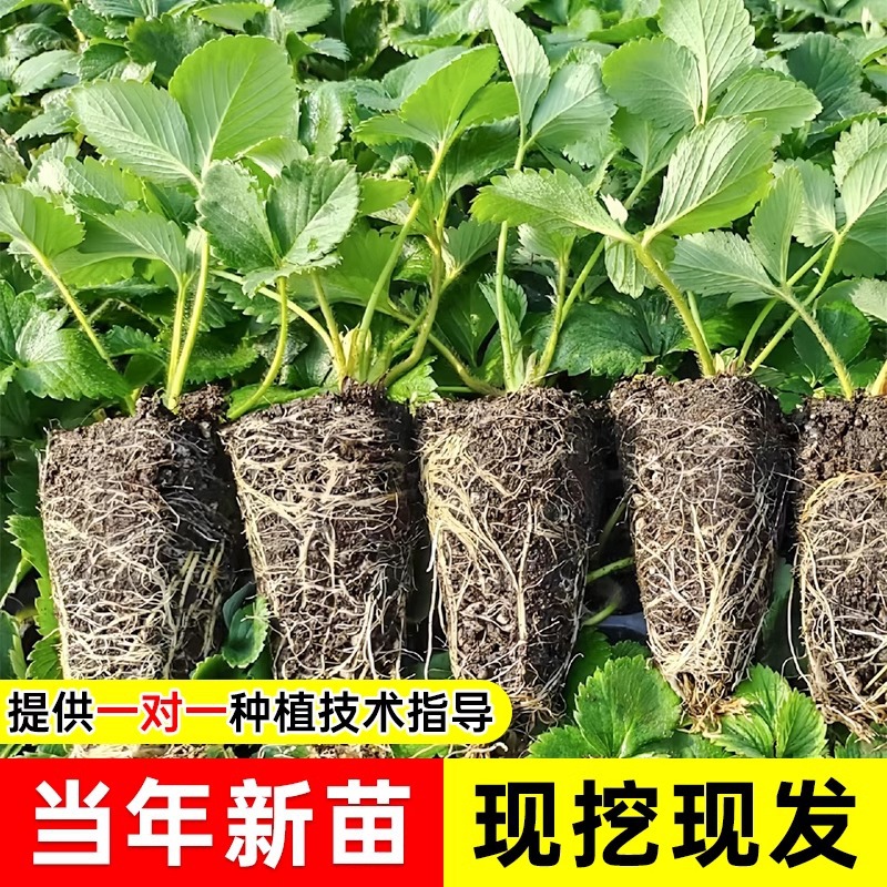 Spring Super Big Dandong 99 Strawberry Seedlings Potted Giant Xuanyu Cream Strawberry Seedlings New Seedlings Original Soil Original Pot
