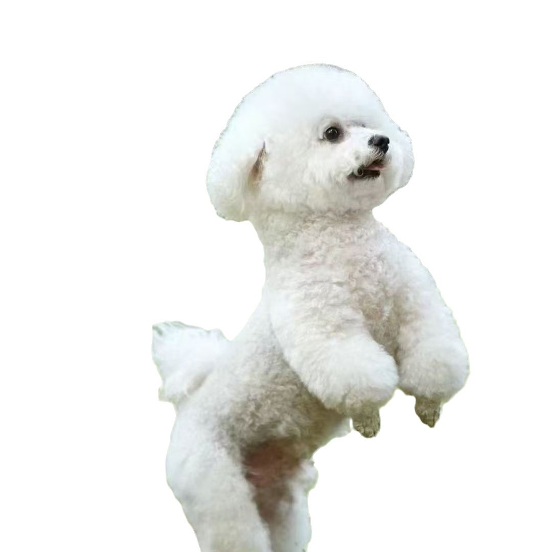 Wholesale Bichon Frize Puppies, Teacup Dogs, Puppies, Live Dogs, Puppies, Pet Dogs, Purebred Dogs, Small Size Dogss, Toy Dogs