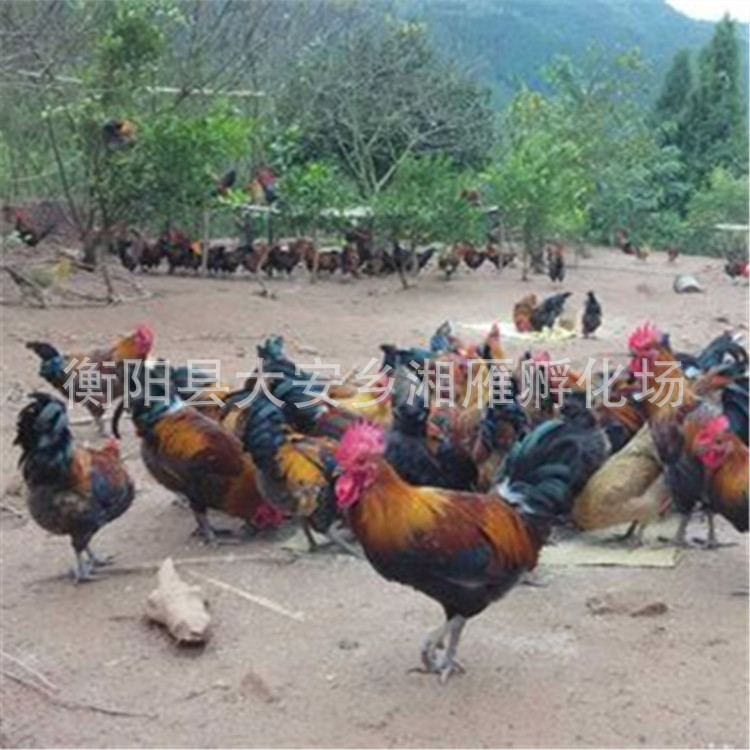 Wholesale Black Yao Native Chicken Seedlings, Large Red-Feathered Green-Footed Rooster Seedlings, Chicken Seedlings, Kiln Chicken Live Animals, Red-Feathered Small Rooster Seedlings