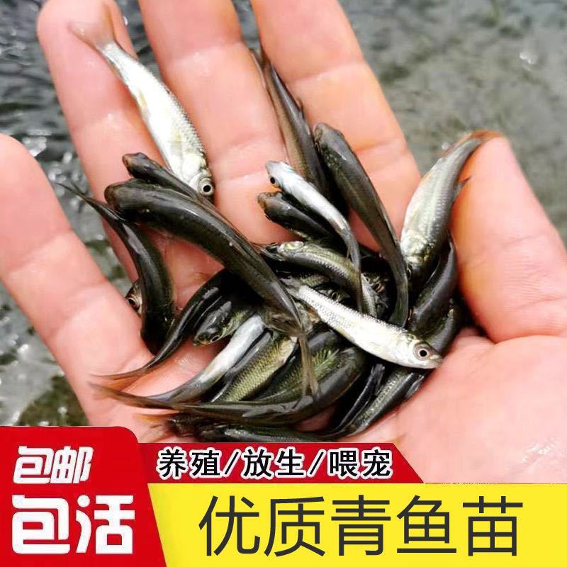 Screw Herring Fry, Black Anhui Fish, Large Fast Grass Carp Fry, Crucian Carp Fry, Four Major Fish Fry, Live Fish Fry, Live Fish Fry