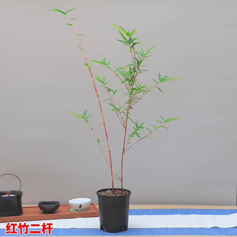 Red Bamboo Pot Landscape Sound Bamboo Study Courtyard Balcony Plant Small Red Bamboo Seedling Bamboo Potted Indoor Desktop Green Plant