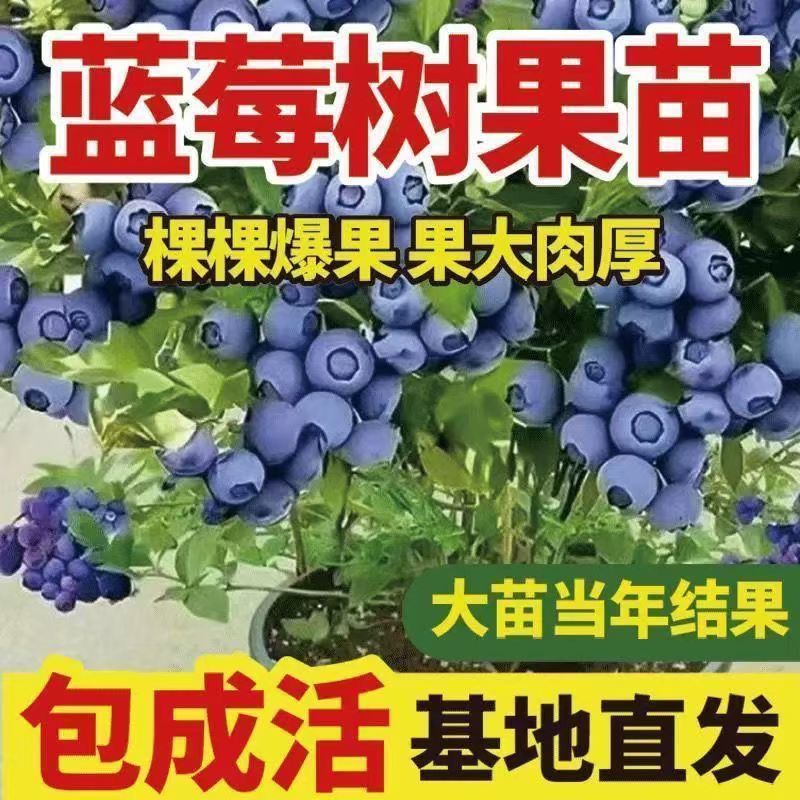 Blueberry Tree Seedlings Extra Large North and South Planting Balcony Potted Plants Northern Fruit Tree Seedlings Fruit Tree Seedlings Blueberry Potted Plants