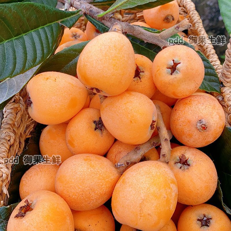 Yunnan Mengzi Loquat Fresh Net Weight for Pregnant Women, Large Fruits in Season, Freshly Picked and Shipped