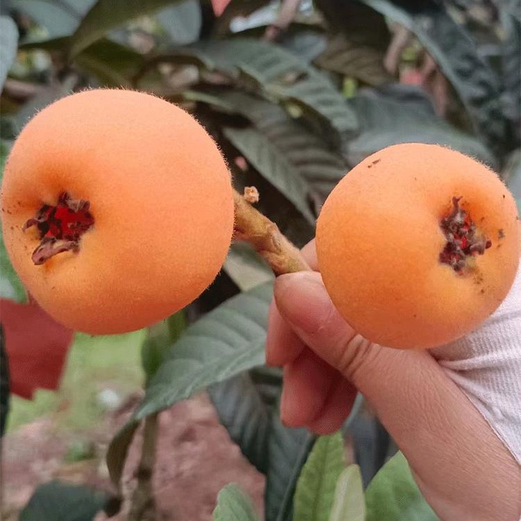 Fresh Fruit for Pregnant Women Sichuan Big Five Star Loquat Sweet Loquat Pipa Fruit Rice Easy Panzhihua Loquat Full Box Free Shipping