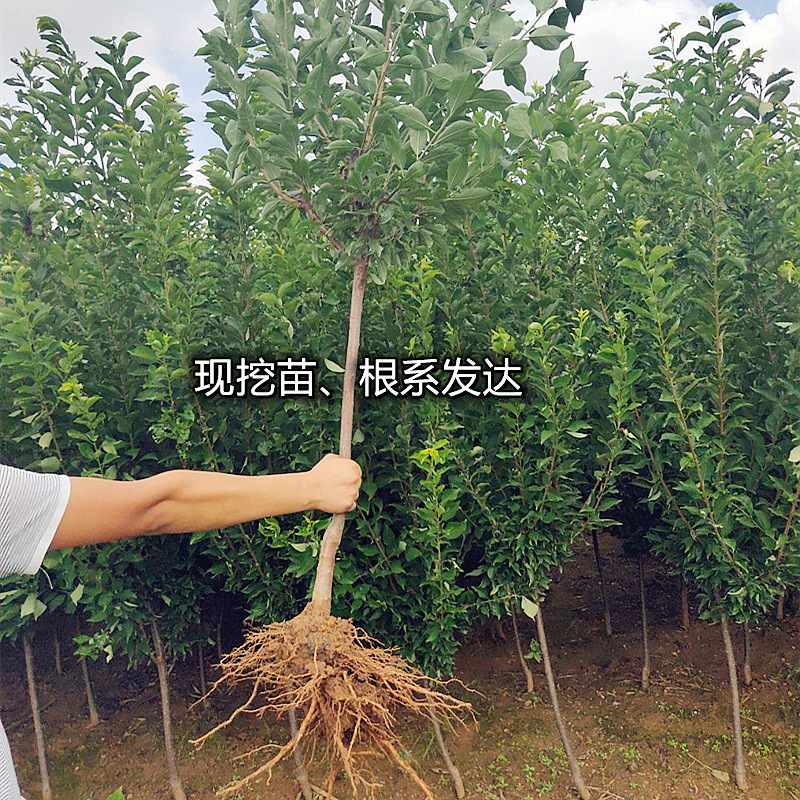 Dropshipping Banana and Plum Fruit Saplings for Planting in the North and South, Courtyard Balcony Extra-Large Fruit Potted Grafting Planting