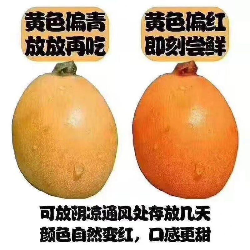 Authentic Sichuan Miyi Loquat Super Sweet Fresh Fruit Large Fruit Extra Large Five-Star Seasonal Fresh Fruit