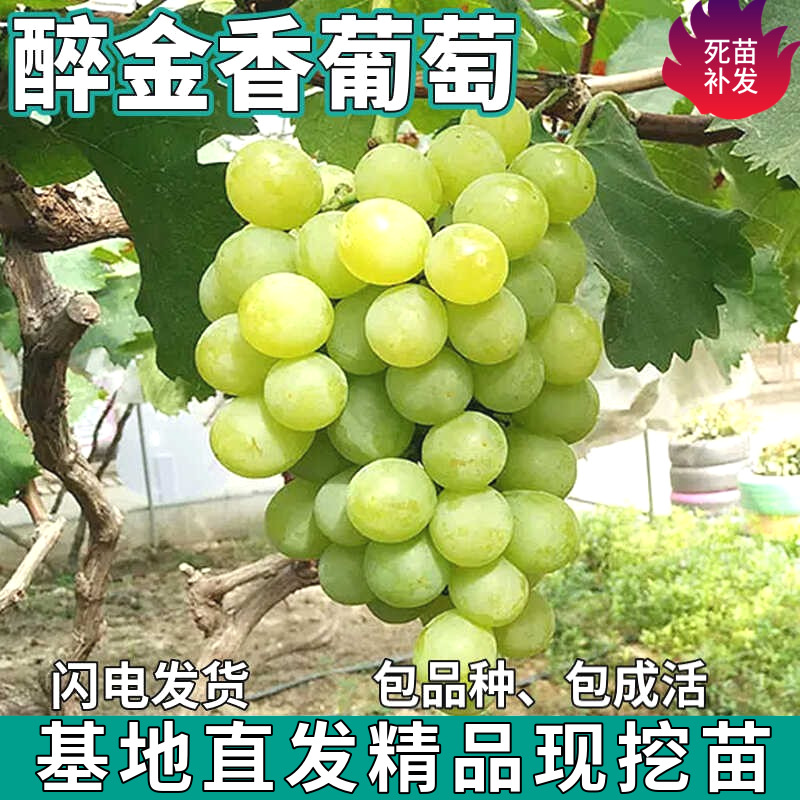 Дропшиппинг саженцев винограда Drunk Golden Fragrant для посадки в северных и южных садах, комнатные растения, морозостойкие безсемянные саженцы