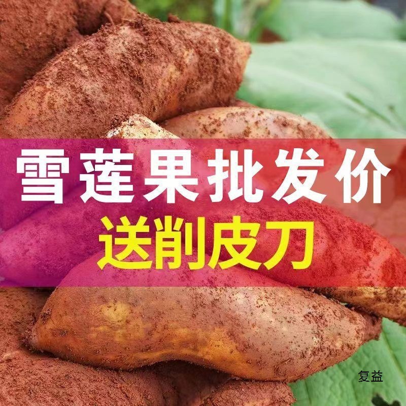 Yunnan Red Heart Tianshan Snow Lotus Root 0.5-5kg Fresh Fruit Seasonal Wholesale Whole Box Wholesale Free Shipping