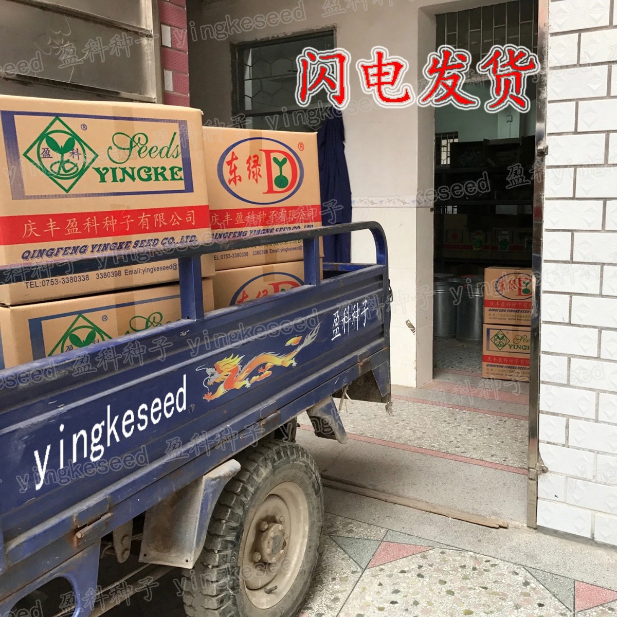 Broccoli Moss No. 2 Seeds, about 300 Broccoli Small Broccoli Cabbage Broccoli Vegetable Seeds Batch