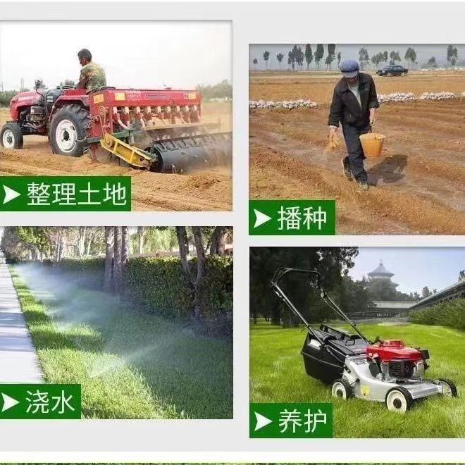 Cross-Border Foreign Trade Lawn Grass Seeds, Evergreen, Cold-Resistant and Drought-Resistant, Slope Protection Courtyard Grass Seeds, Small Packaging Wholesale