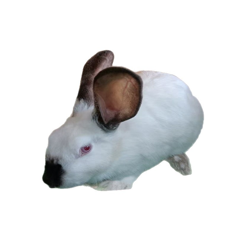 Shandong Direct Supply Live Rabbits Ira Meat Rabbit Package Technology Eight-Point Black Rabbit Price Hongxiang Meat Rabbit Breeding Base