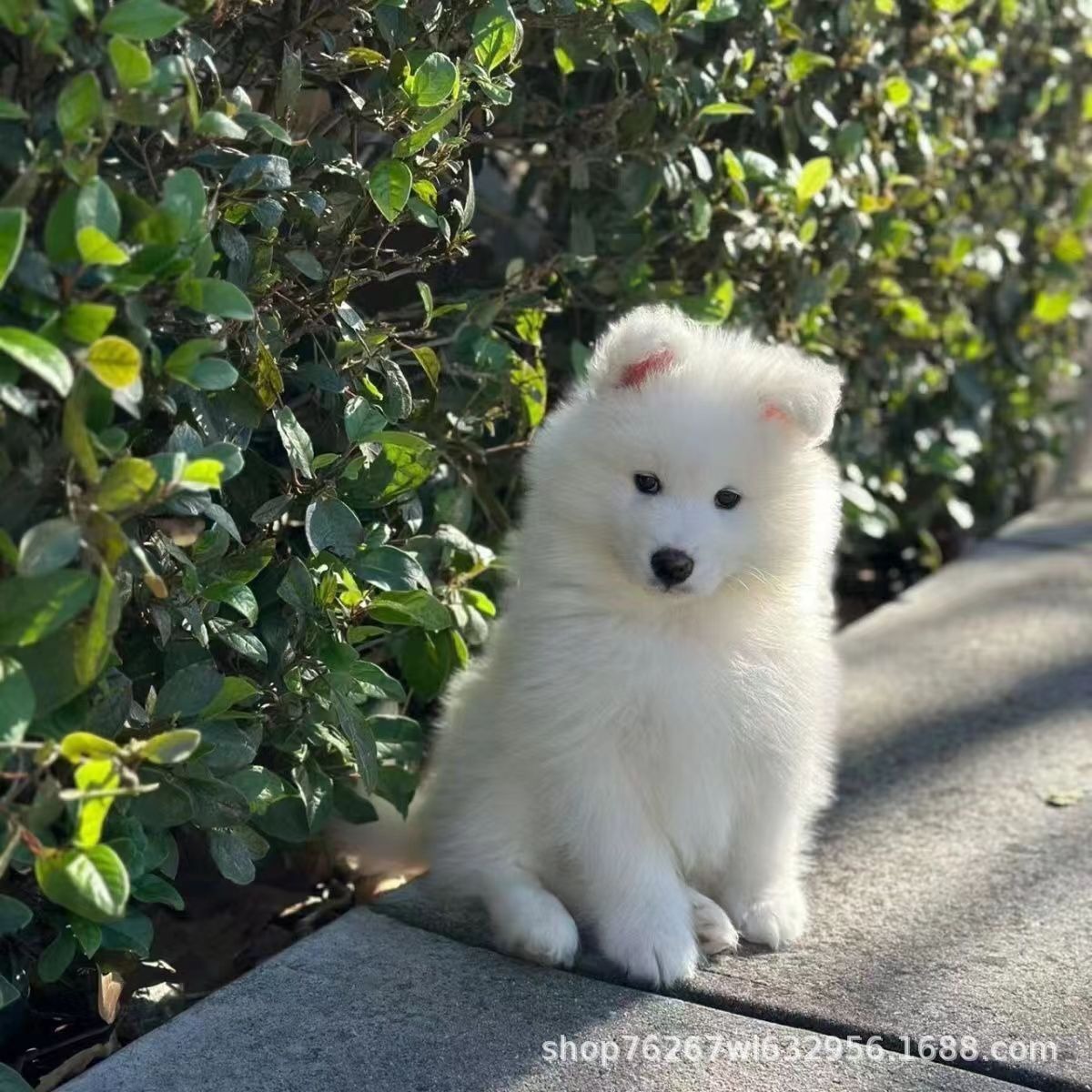 Wholesale Smiling Angel Samoyed Sleigh Puppy Living Pet Dog Work Dog Guard Dog Companion Dog