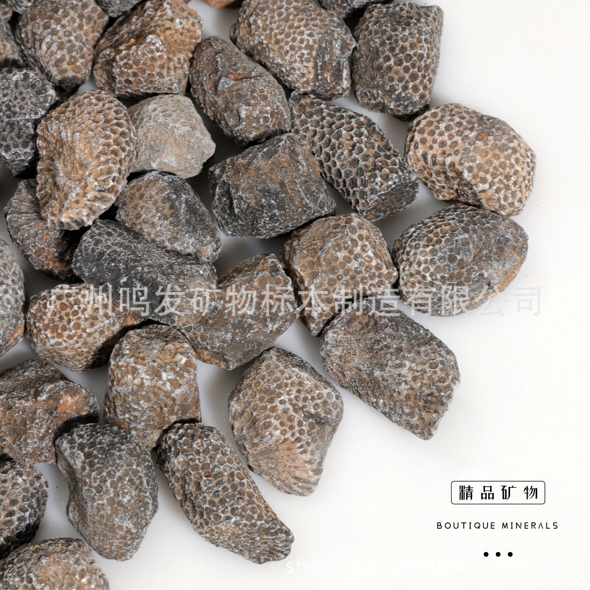 Factory Wholesale natural chain coral fossil stone specimens ancient marine biological fossils children's science teaching specimens